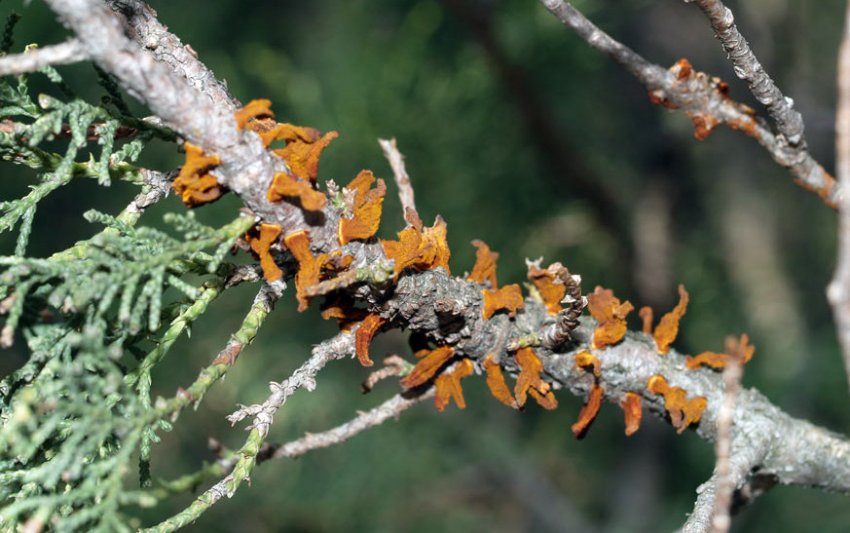 Ржавчина можжевельника Ржавчина можжевельника