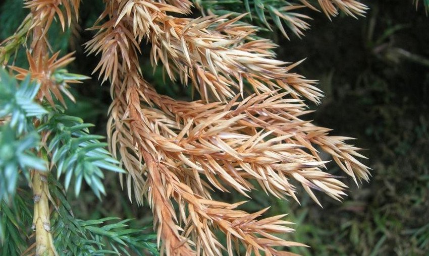 Шютте можжевельника Шютте можжевельника