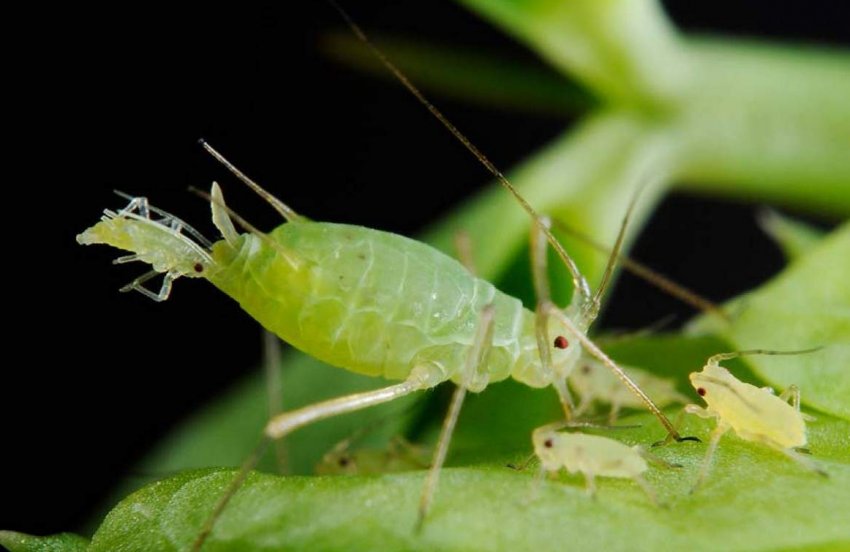 Попелиця Попелиця
