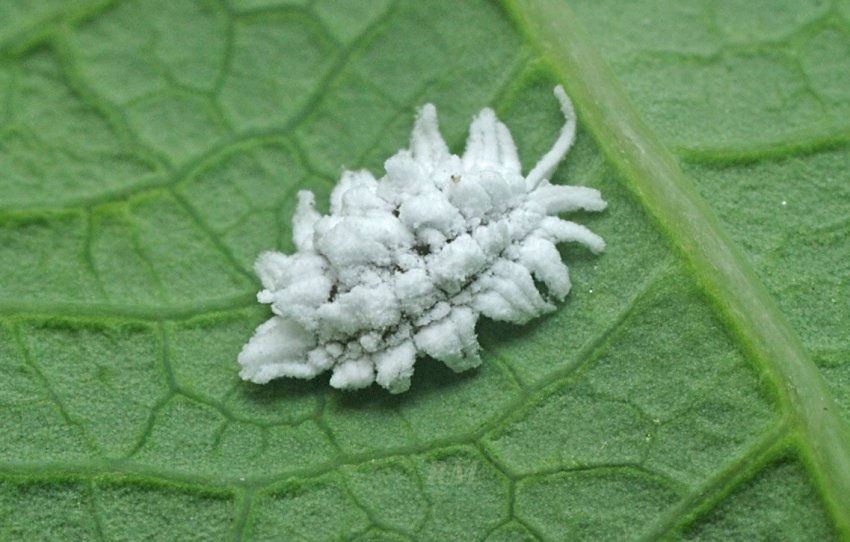 Борошнистий червенец Борошнистий червенец