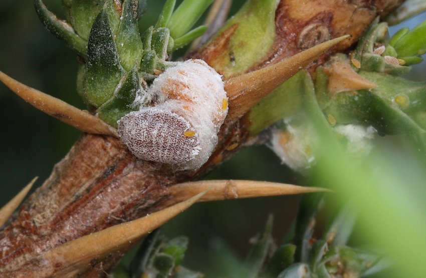 Порошкоподібний червець на можжевельнику Порошкоподібний червець на можжевельнику