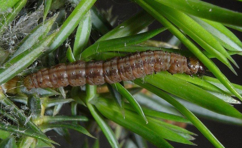 Гусінці на можжевельнику Гусінці на можжевельнику