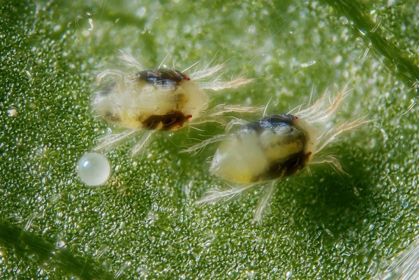 Павутинний кліщ Павутинний кліщ