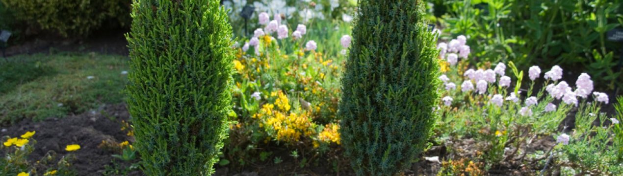 Усе про можжевельник "Компресса"