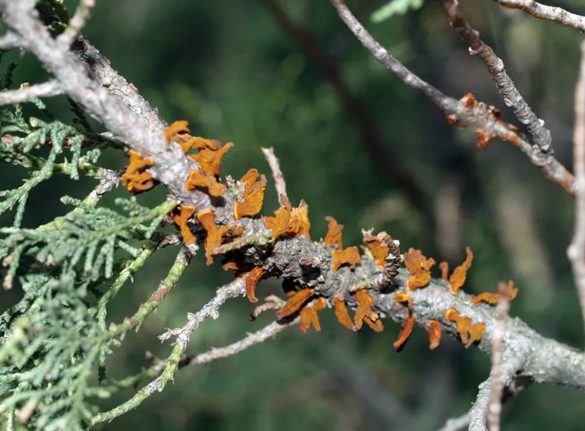 Іржа на можжевельнику Іржа на можжевельнику