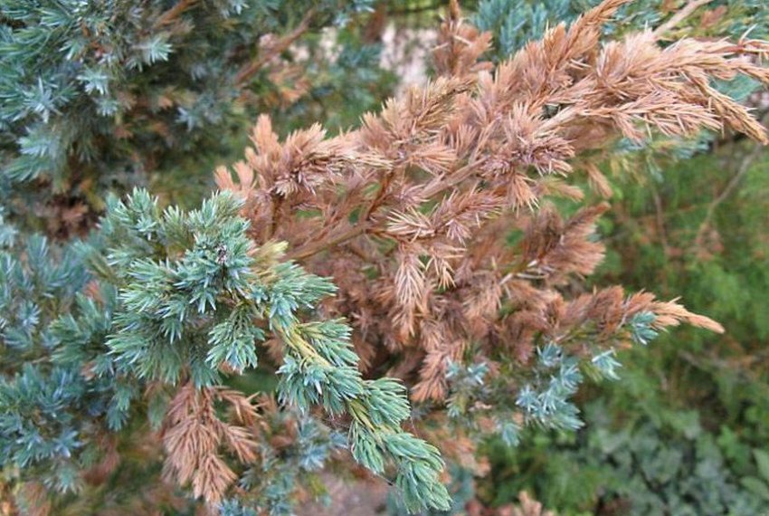 Шютте на можжевельнику Шютте на можжевельнику