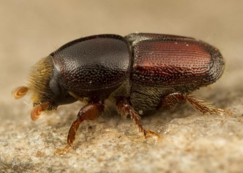 Короїд на можжевельнику Короїд на можжевельнику