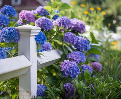 Як доглядати за гортензією влітку