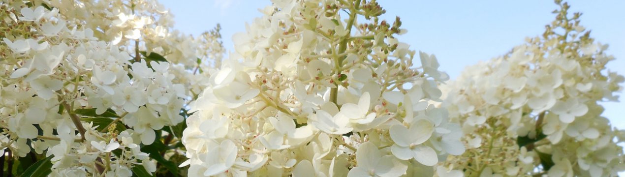 Гортензия сорта Сильвер Доллар: описание, посадка и уход