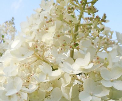 Гортензия сорта Сильвер Доллар: описание, посадка и уход