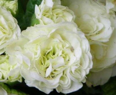 Сорти примули «Балерина», їх опис і вирощування