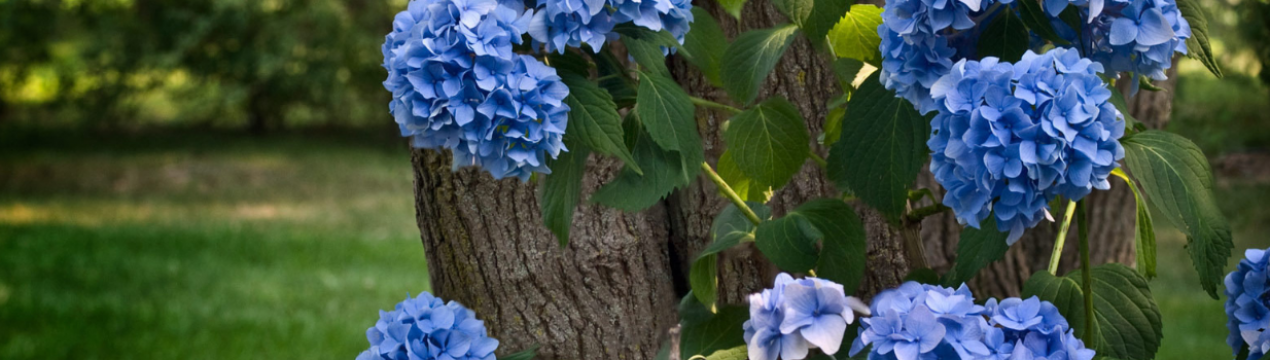 Правильний догляд за гортензією в саду