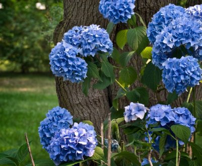 Правильний догляд за гортензією в саду