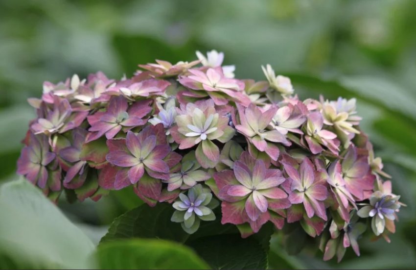 Гортензія Вираження