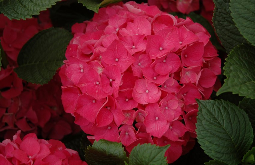 Гортензія Red Sensation