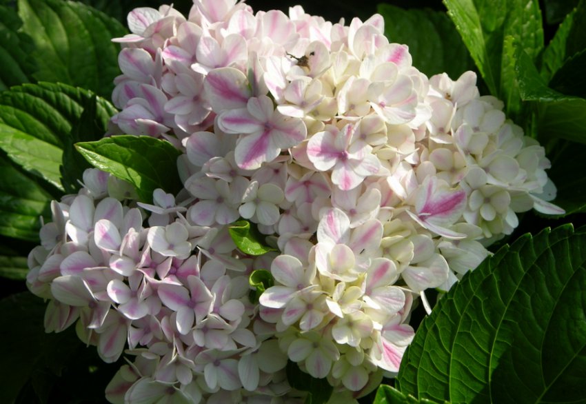 Гортензія Ever Peppermint