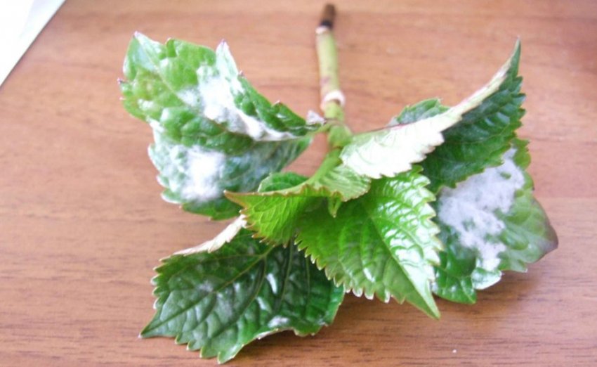 Гниль на гортензии