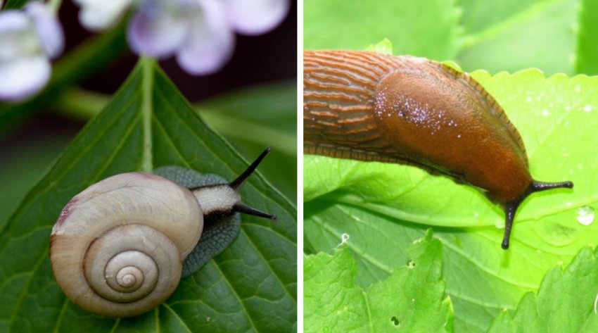 Слизни и улитки на гортензии