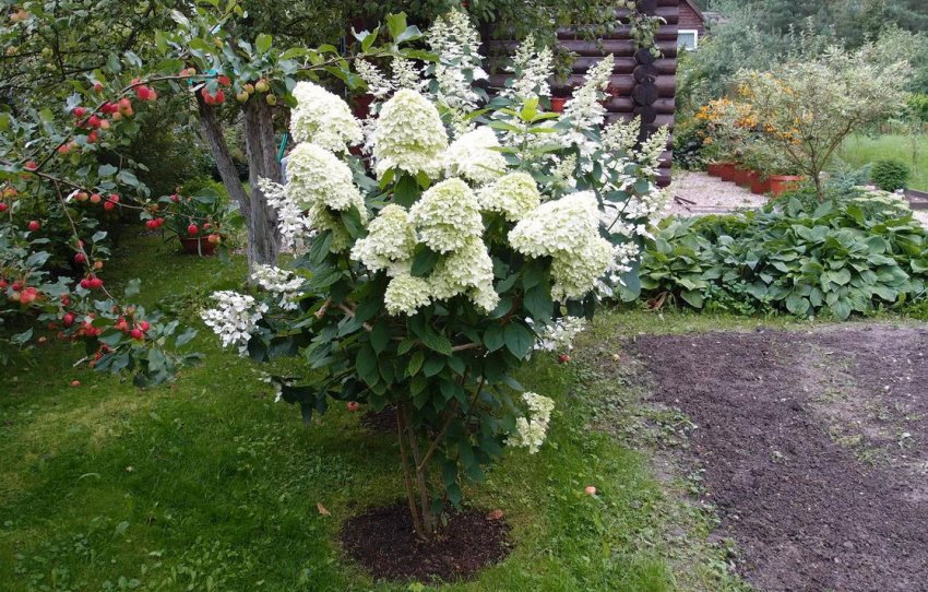 Гортензия на штамбе