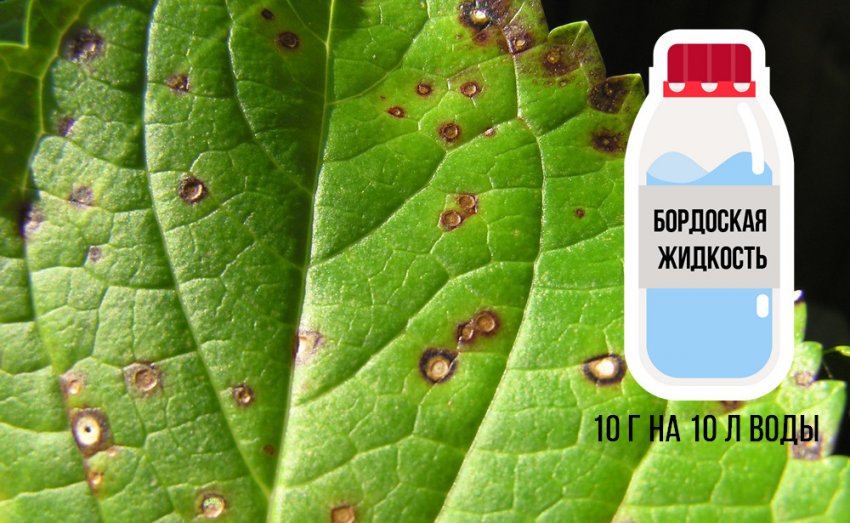 чем подкормить цветущую гортензию крупнолистную в августе. Смотреть фото чем подкормить цветущую гортензию крупнолистную в августе. Смотреть картинку чем подкормить цветущую гортензию крупнолистную в августе. Картинка про чем подкормить цветущую гортензию крупнолистную в августе. Фото чем подкормить цветущую гортензию крупнолистную в августе