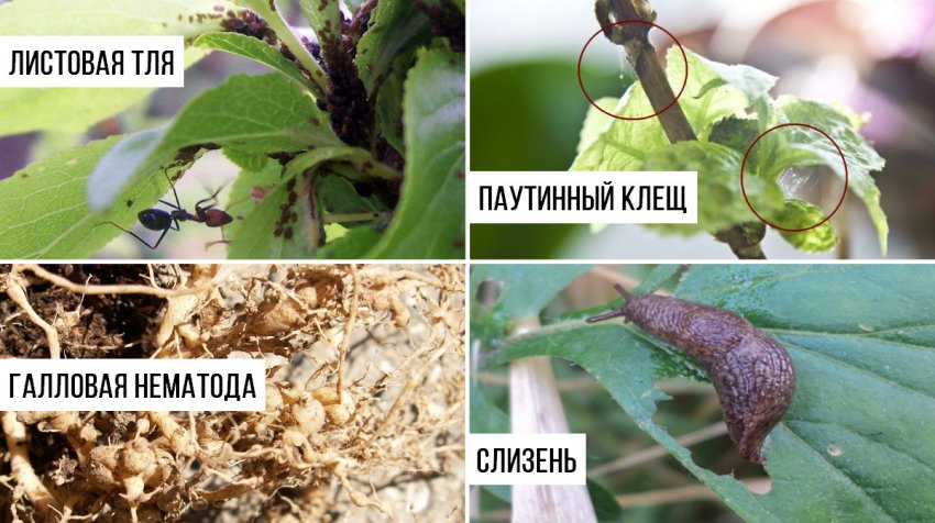 чем подкормить цветущую гортензию крупнолистную в августе. Смотреть фото чем подкормить цветущую гортензию крупнолистную в августе. Смотреть картинку чем подкормить цветущую гортензию крупнолистную в августе. Картинка про чем подкормить цветущую гортензию крупнолистную в августе. Фото чем подкормить цветущую гортензию крупнолистную в августе