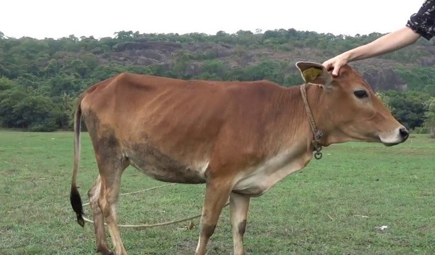 Вечур Вечур