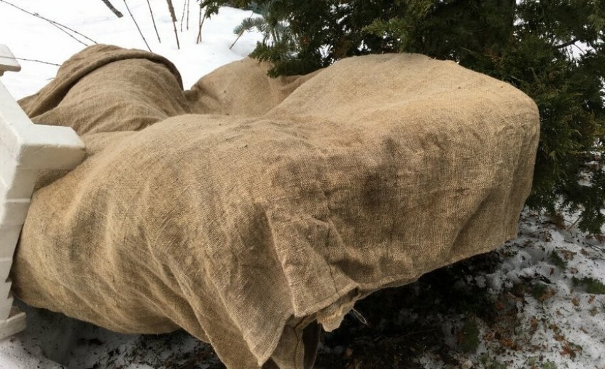 Укриття молодих саджанців можжевельника на зиму