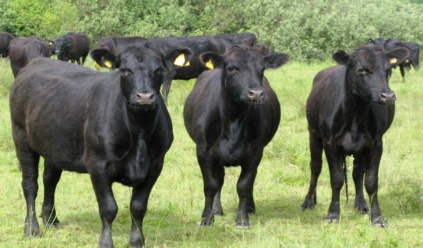 Ангуська Ангуська