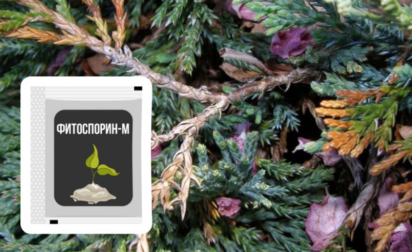 Препарат для боротьби з фузаріозним в'ялінням можжевельника