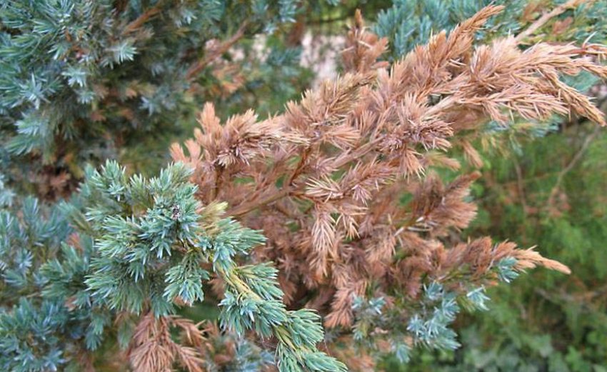 Висихання гілок можжевельника