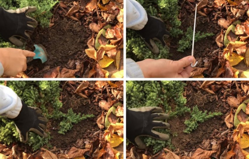 Розмноження можжевельника виводками