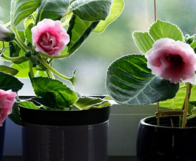 Як підготувати і як доглядати за глоксиній взимку в домашніх умовах