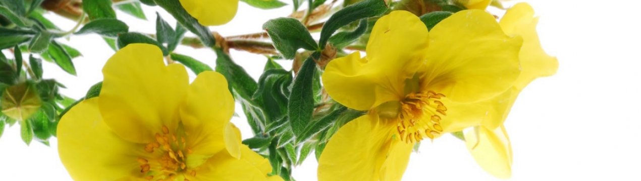 Властивості та застосування вечірньої примули