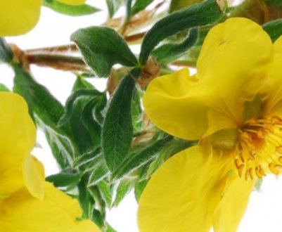 Властивості та застосування вечірньої примули