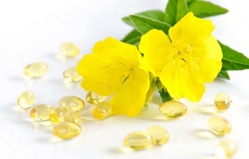 Вечірня примула Вечірня примула