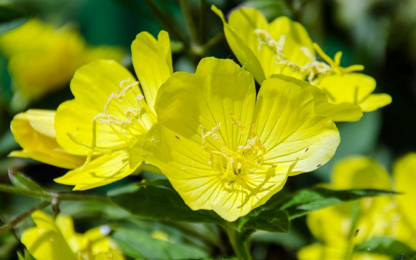 Примула вечірня Примула вечірня