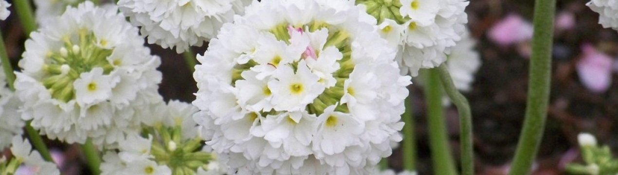 Прімула дрібнозубчаста: вирощування та догляд