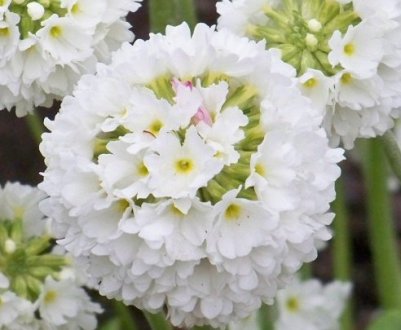 Прімула дрібнозубчаста: вирощування та догляд