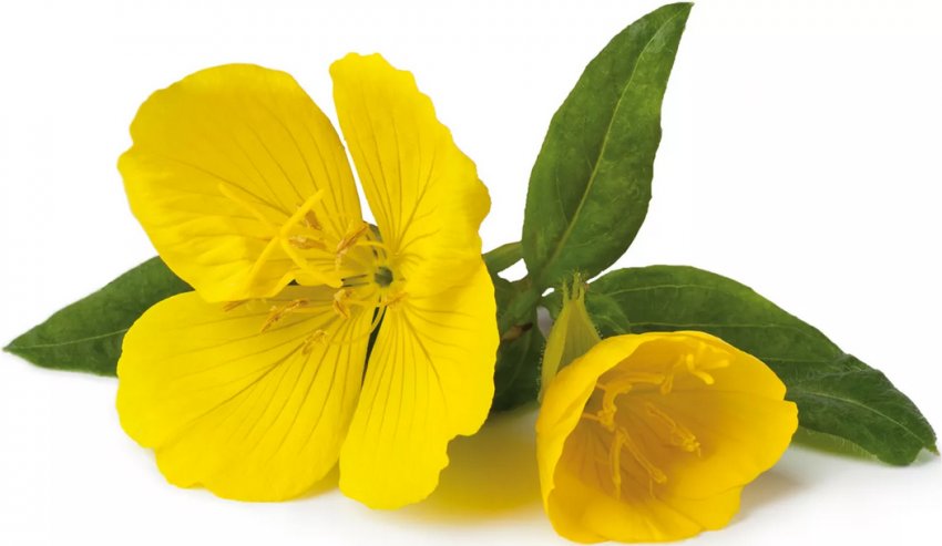 Вечірня примула Вечірня примула