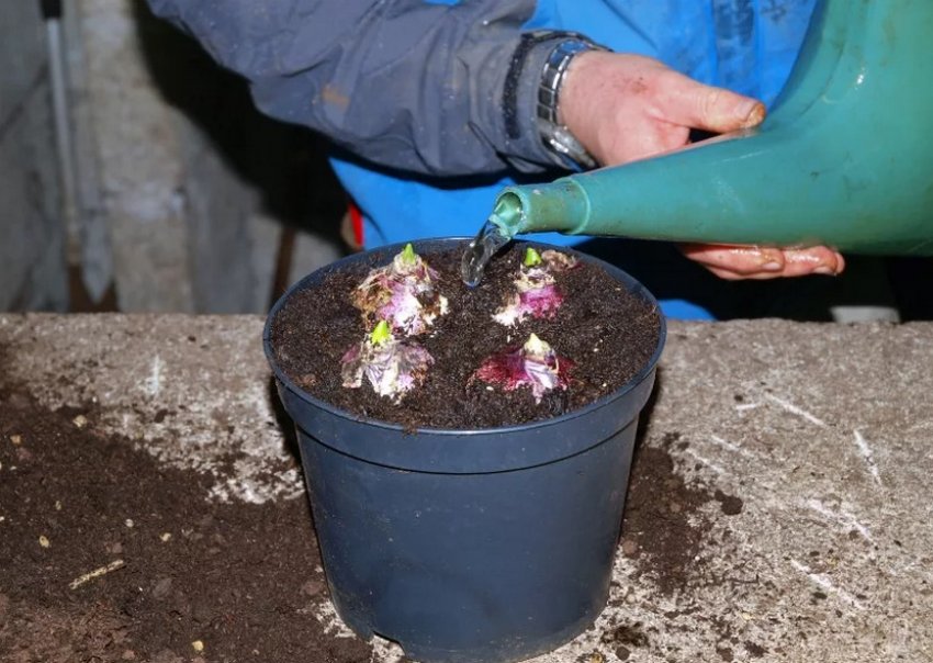 Гиацинты высадка в грунт после цветения