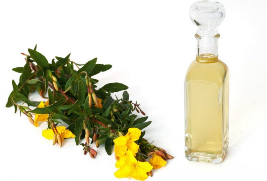 Примула вечірня Примула вечірня