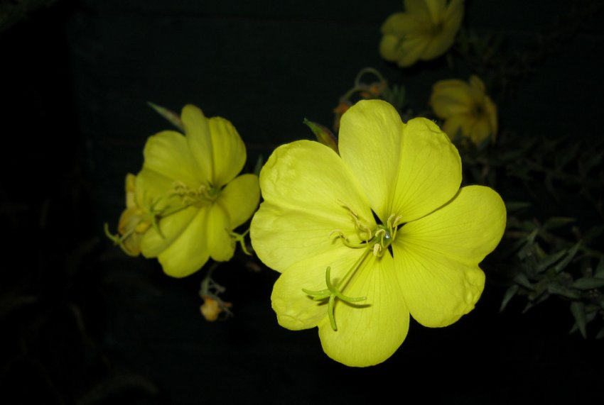 Вечірня примула Вечірня примула