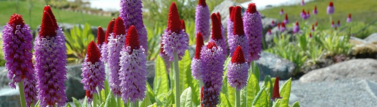 Посадка примули Віали та особливості догляду за рослиною