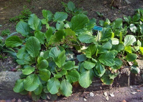 Розмноження та посадка бадану