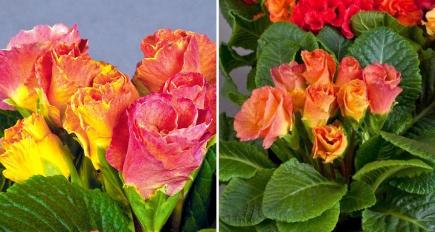 Примула Розанна абрикосова Примула Розанна абрикосова