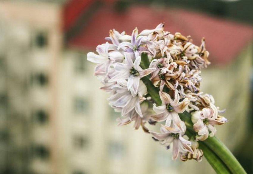 Загнивають і обсипаються квіти у гіацинта