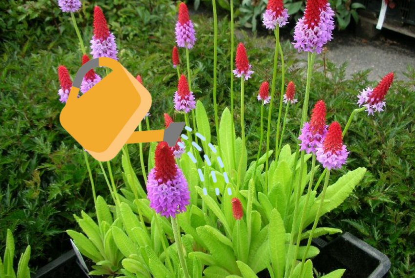 Зрошення примули