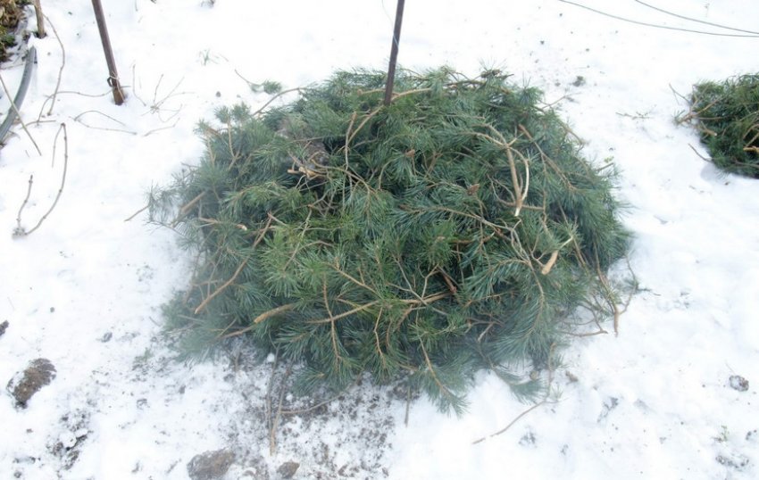 Укриття лапником