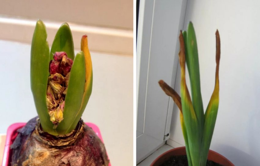 Пласти пластин листя стають жовтими