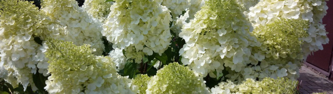 Гортензия Полярный медведь: описание, посадка и уход